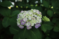 GR Firstshot_1