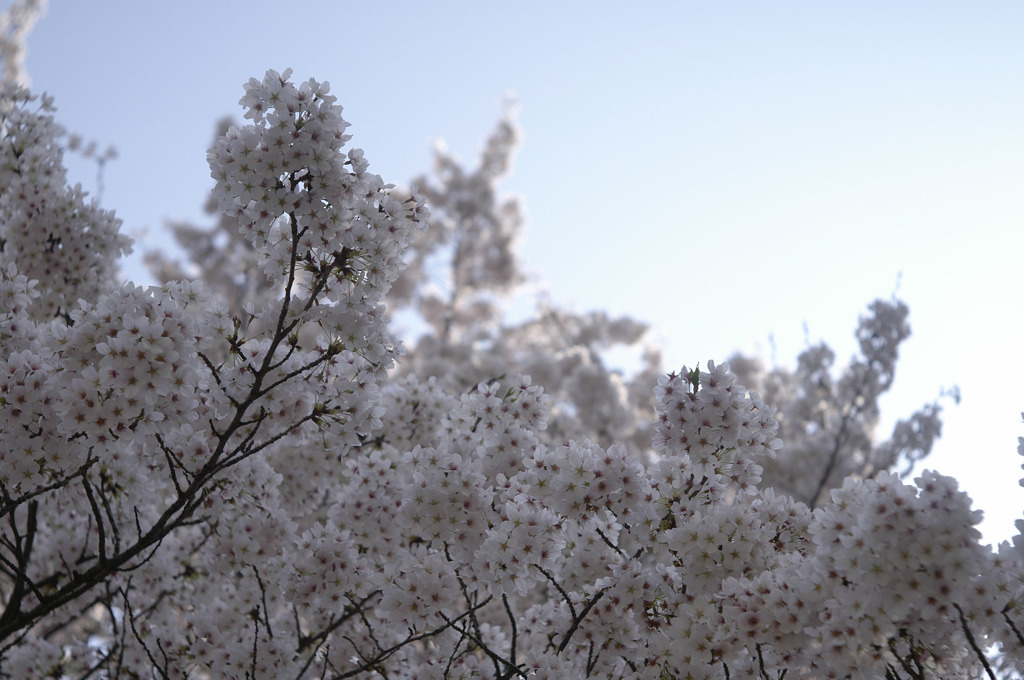 sakura20110410_19