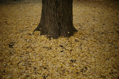 autumn leaves_07