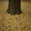 autumn leaves_07