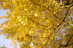 autumn leaves_09