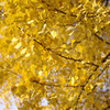 autumn leaves_09