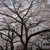 sakura20110410_09