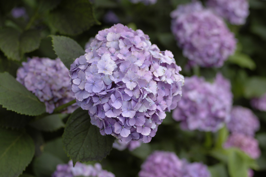 白山神社の紫陽花_02