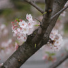 flowers_04