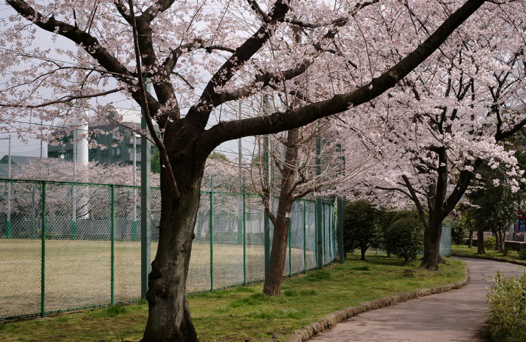 sakura01