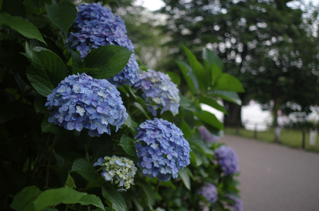 hydrangea_03