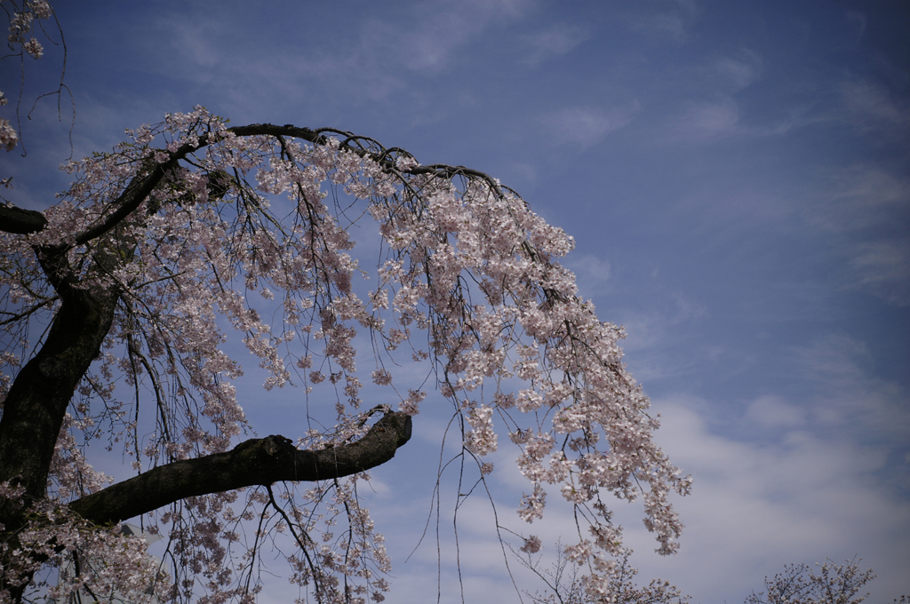 sakura_0328_06