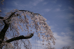 sakura_0328_06