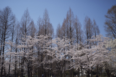 sakura2012_02