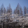 sakura2012_02