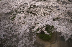 sakura20110410_20