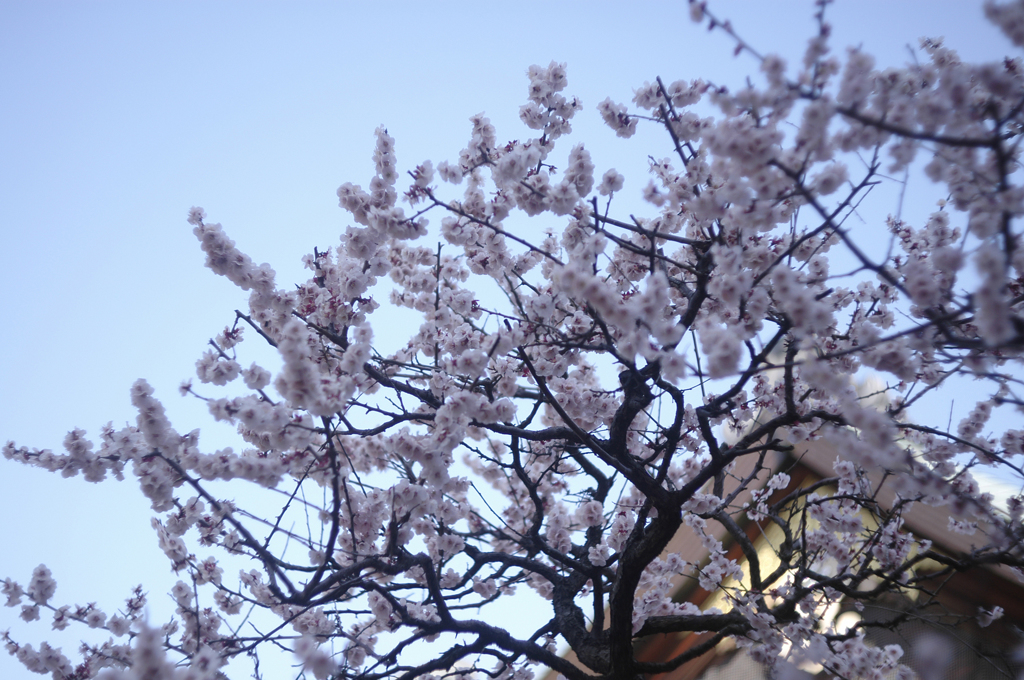 梅散歩2014_03