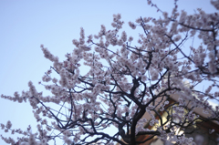 梅散歩2014_03