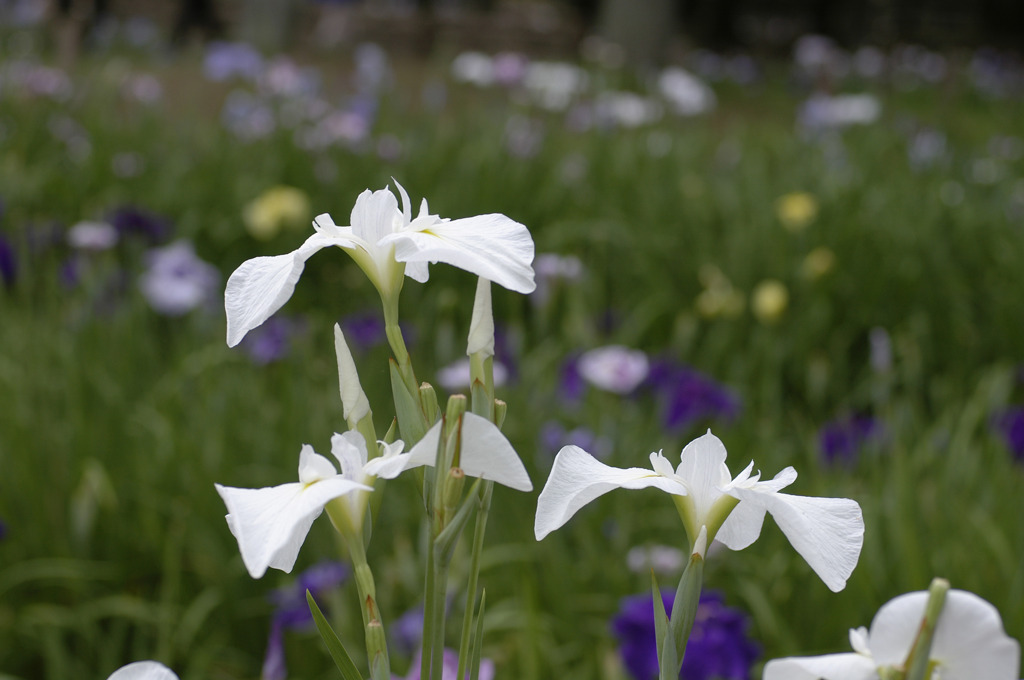 しょうぶ沼公園の菖蒲_03