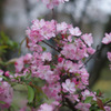 flowers_05
