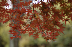 autumn leaves_06