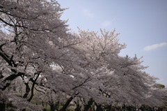 sakura20110410_14