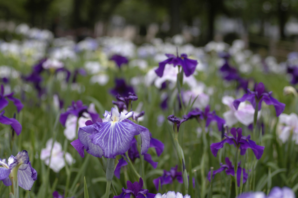 しょうぶ沼公園の菖蒲_05