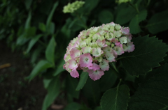 GR Firstshot_2
