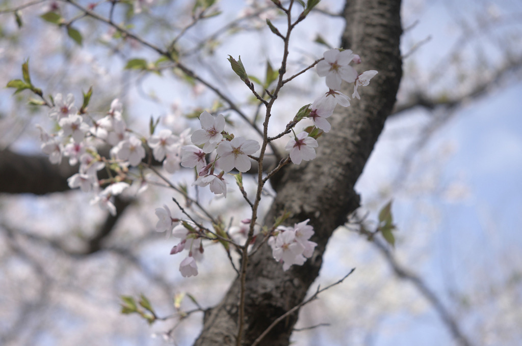 sakura20110410_03