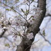 sakura20110410_03