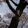 sakura02
