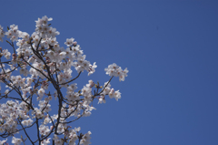 sakura2012_01