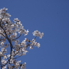 sakura2012_01
