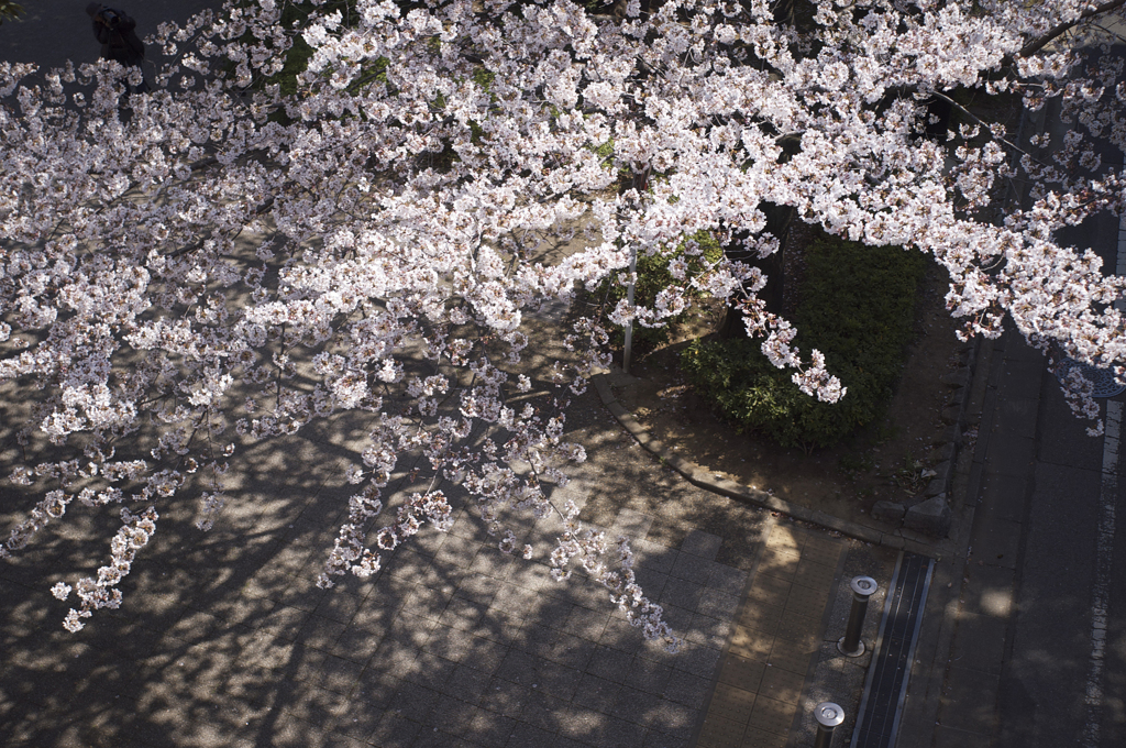 sakura2012_05