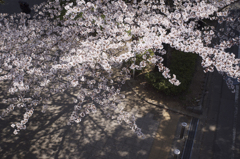 sakura2012_05