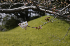 sakura_0328_12