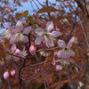 kouyou091129_2