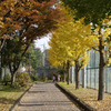 autumn leaves_02