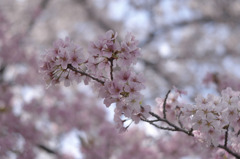 sakura20110410_16