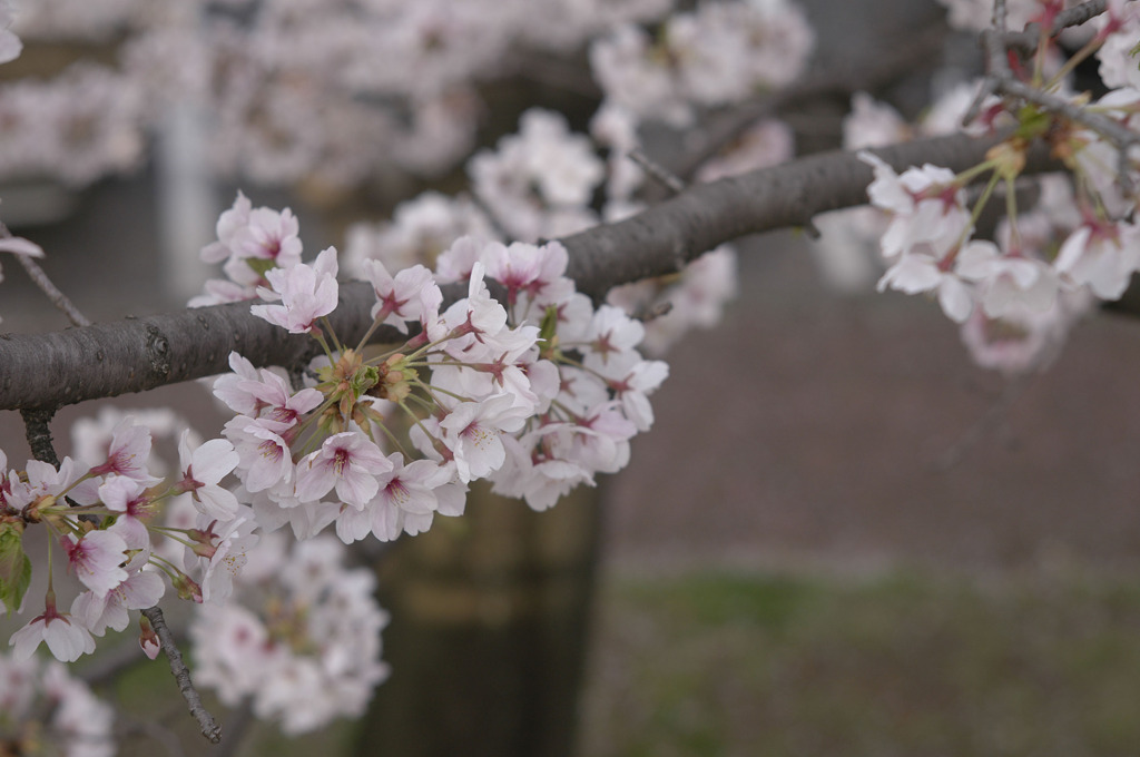 sakura20110410_22