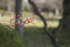 梅散歩2014_07
