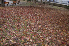 autumn leaves_01