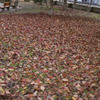 autumn leaves_01