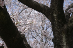 sakura20110410_01