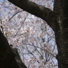 sakura20110410_01