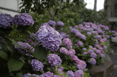 白山神社の紫陽花_01