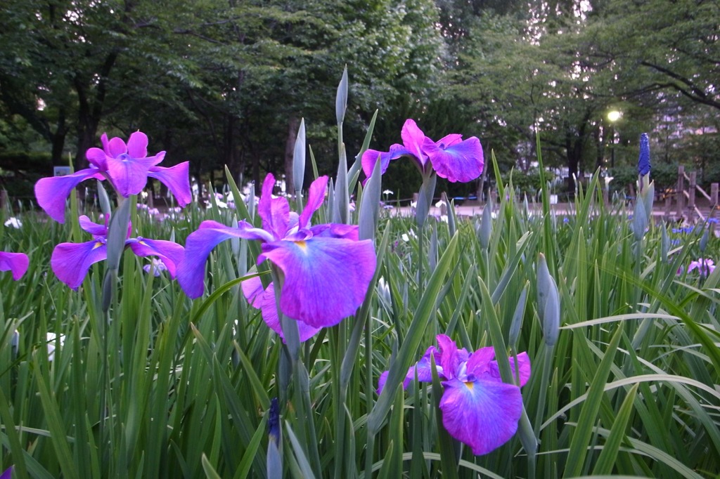 iris_02