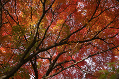 autumn leaves_04