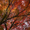 autumn leaves_04