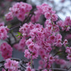 flowers_06