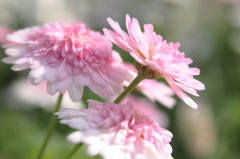 ピンクの花