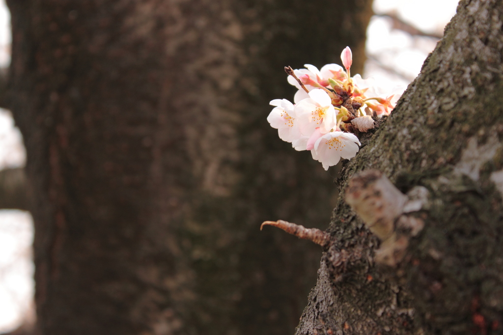 樹桜