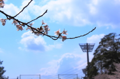 晴れのち桜