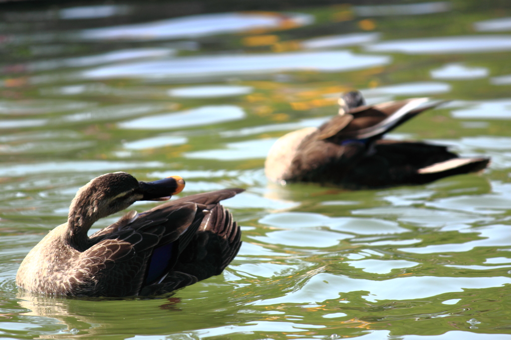 Synchronized Swimming